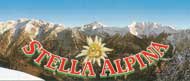 ma_stella_alpina